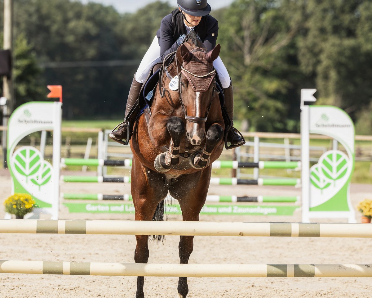 Springpferd Sonyador W (Holsteiner, 2017, von Stakkato Gold)