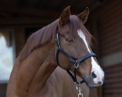 dressage horse Vranz kann's (Oldenburg, 2016, from Vivaldi)