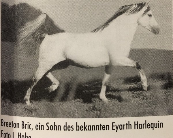 stallion Breeton Bric (Welsh-Pony (Section B), 1991, from Eyarth Harlequin)