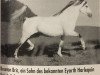 stallion Breeton Bric (Welsh-Pony (Section B), 1991, from Eyarth Harlequin)