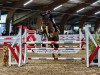 jumper Calvin K 2 (Oldenburg show jumper, 2012, from Colander)