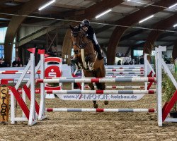 jumper Calvin K 2 (Oldenburg show jumper, 2012, from Colander)