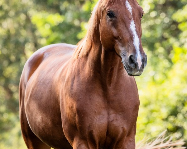 Springpferd Quintero (Deutsches Sportpferd, 2015, von Quintana Roo)