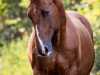 dressage horse Anton ius (Hanoverian, 2010, from Alabaster)