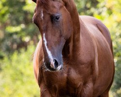 dressage horse Anton ius (Hanoverian, 2010, from Alabaster)