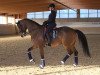 dressage horse Millennic (Hanoverian, 2016, from E.H. Millennium)