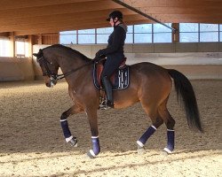 dressage horse Millennic (Hanoverian, 2016, from E.H. Millennium)