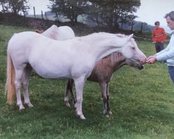 Zuchtstute Weston Twiggy (Welsh Pony (Sek.B), 1976, von Weston Chilo)