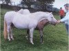 broodmare Weston Twiggy (Welsh-Pony (Section B), 1976, from Weston Chilo)