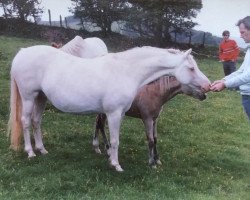 Zuchtstute Weston Twiggy (Welsh Pony (Sek.B), 1976, von Weston Chilo)