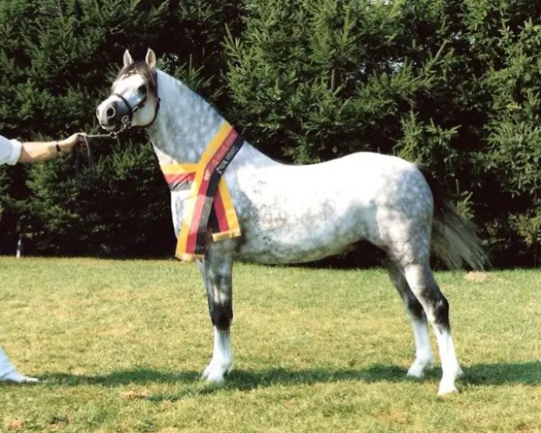 stallion Eyarth Harlequin (Welsh-Pony (Section B), 1984, from Eyarth Celebration)