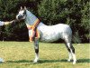 stallion Eyarth Harlequin (Welsh-Pony (Section B), 1984, from Eyarth Celebration)