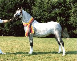 stallion Eyarth Harlequin (Welsh-Pony (Section B), 1984, from Eyarth Celebration)