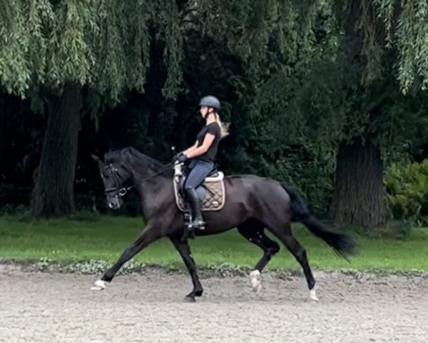 dressage horse Gräfin Gribaldi (Hanoverian, 2016, from Gandhi)
