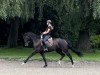 dressage horse Gräfin Gribaldi (Hanoverian, 2016, from Gandhi)