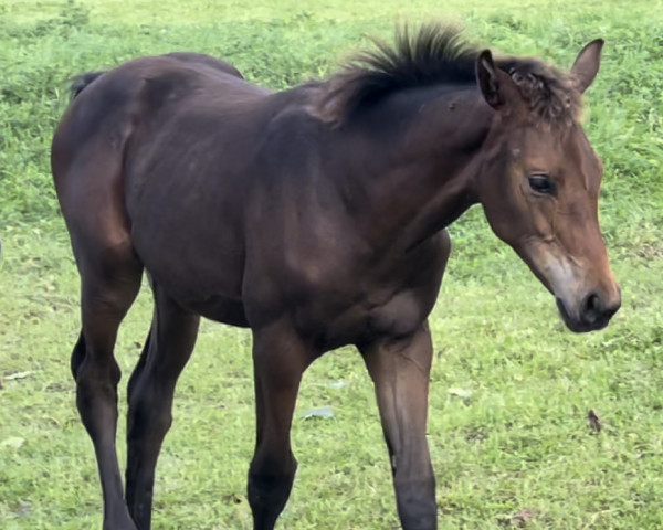 dressage horse Stute von Dynamic Dream / Zoom (Westphalian, 2023, from Dynamic Dream)