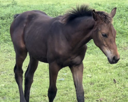 Pferd Stute von Dynamic Dream / Zoom (Westfale, 2023, von Dynamic Dream)