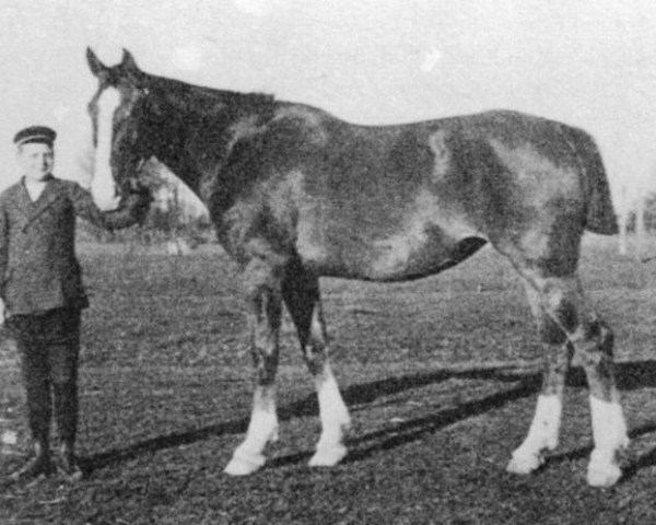 broodmare Olga (Holsteiner,  , from Wahnfried)