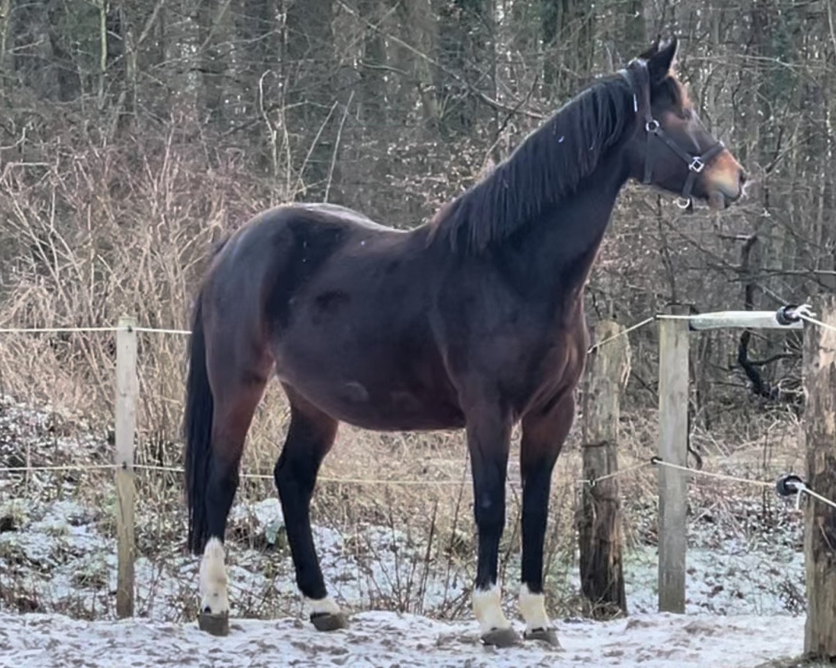 broodmare Zissy RAK (Westphalian, 2019, from Zoom 8)