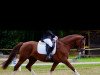 dressage horse Dirndlprinzessin (Austrian Warmblood, 2012, from Aloysius)