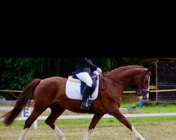 dressage horse Dirndlprinzessin (Austrian Warmblood, 2012, from Aloysius)