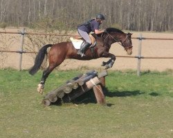 broodmare Destiny 14 (Austrian Warmblood,  , from Daros)