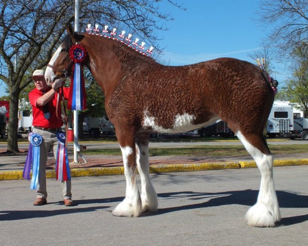 horse WV Greendyke's Charismatic Finale (Clydesdale, 2005, from Greendykes Sherman)