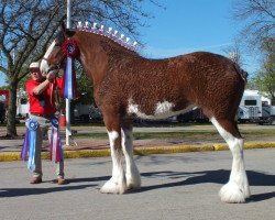 horse WV Greendyke's Charismatic Finale (Clydesdale, 2005, from Greendykes Sherman)