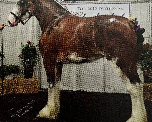 broodmare Wyndale Anita (Clydesdale, 2009, from Wyndale Focus)