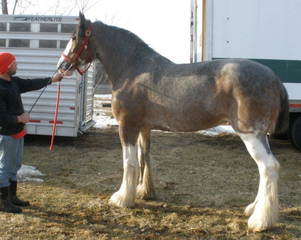 Zuchtstute Wyndale Anona (Clydesdale, 2001, von Greendykes Damien)