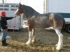 Zuchtstute Wyndale Anona (Clydesdale, 2001, von Greendykes Damien)