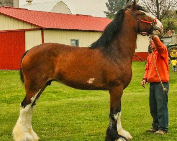 Zuchtstute Wyndale Ballerina (Clydesdale, 2009, von Wyndale Focus)