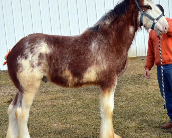 Pferd Brookside Olaf (Clydesdale, 2014, von Irish Thunder's Celtic Dawson)