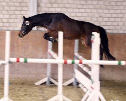 broodmare Karlotta 16 (German Riding Pony, 2010, from Kennedy WE)