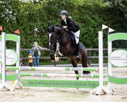 dressage horse Charly S 5 (German Riding Pony, 2017, from Captain Meyer WE)