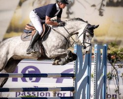 jumper Chatona Lady PS (Oldenburg show jumper, 2017, from Chacoon Blue)