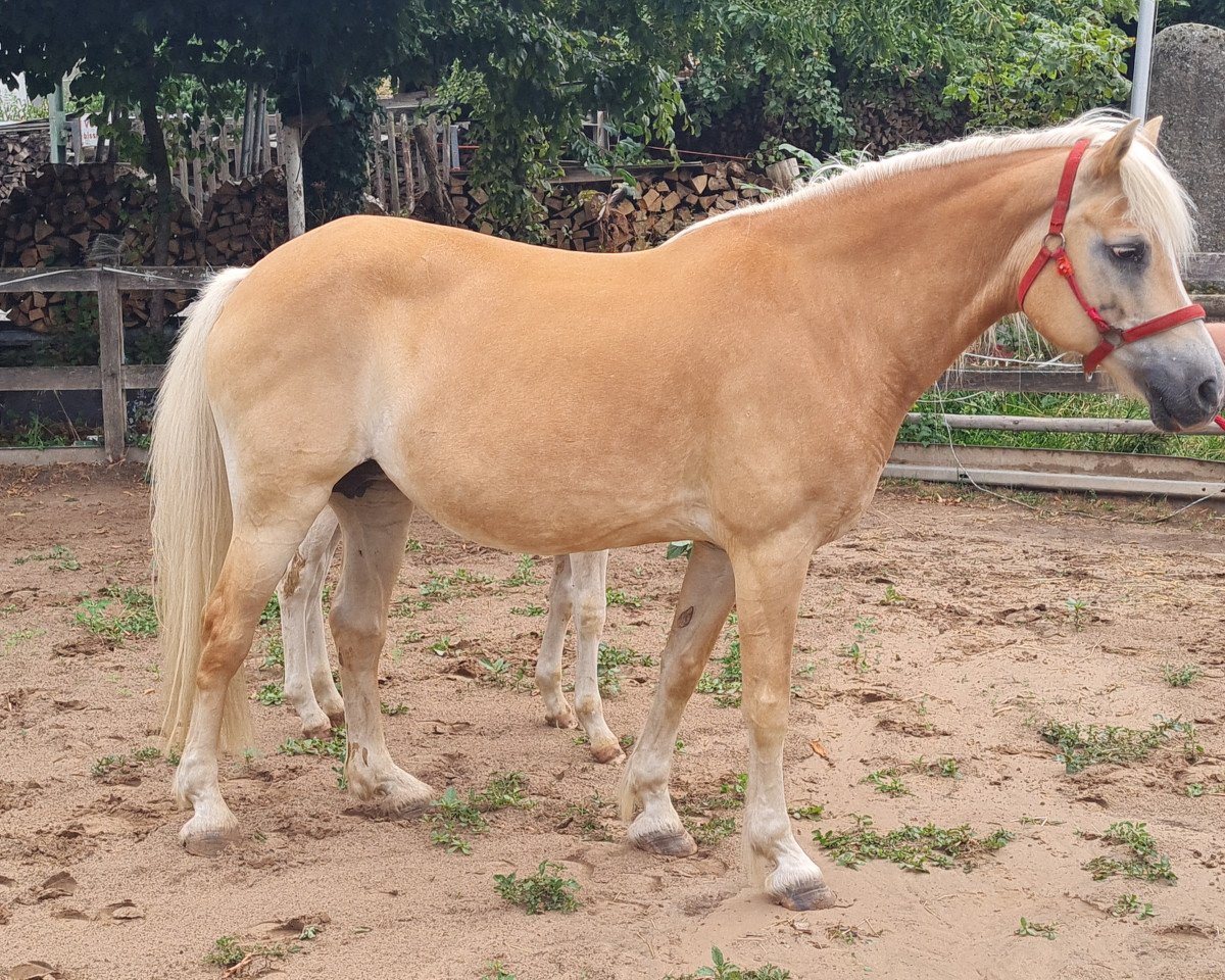 broodmare Suna (Haflinger, 2006, from Abel)