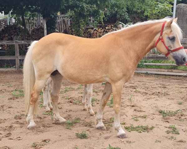 Zuchtstute Suna (Haflinger, 2006, von Abel)