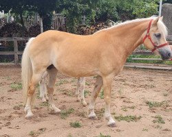 Pferd Suna (Haflinger, 2006, von Abel)