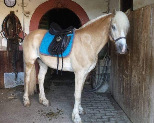 Pferd Abano 27 (Haflinger, 2005, von Abel)