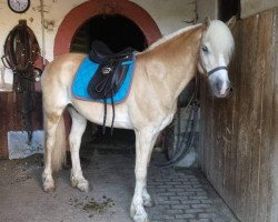 horse Abano 27 (Haflinger, 2005, from Abel)