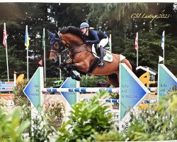 jumper Quinto 101 (Oldenburg show jumper, 2016, from Lord Pezi Junior)