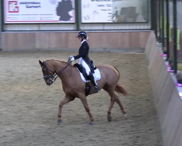 Reitturnier Rhede 2024