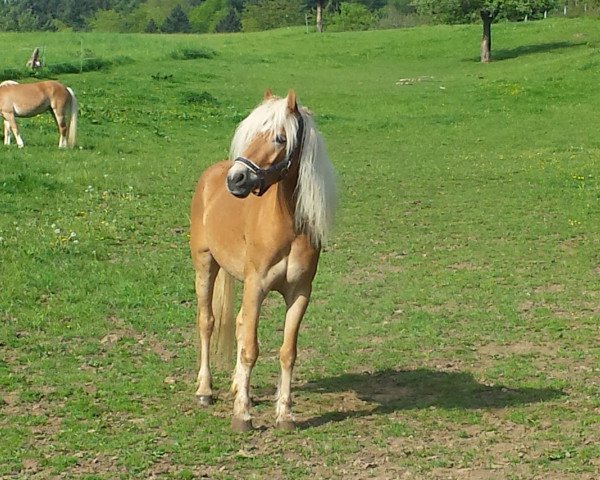 broodmare Leticia (Haflinger,  , from Stilton)