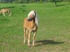 broodmare Leticia (Haflinger,  , from Stilton)