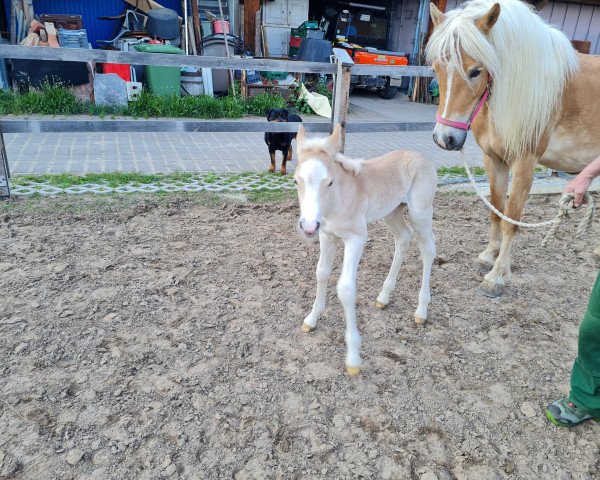 broodmare Lana (Haflinger, 2018, from Strippoker)