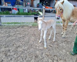 Pferd Lana (Haflinger, 2018, von Strippoker)