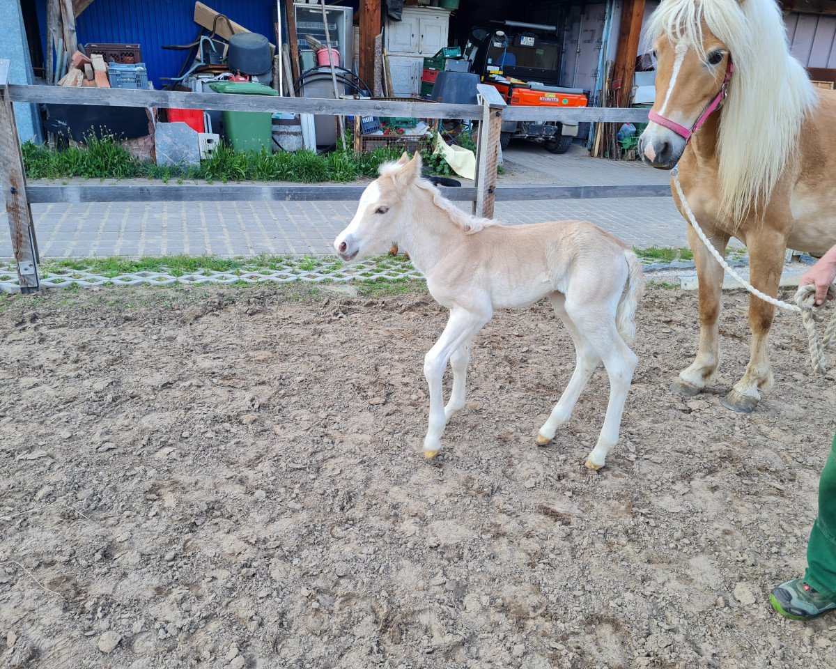 horse Simba (Haflinger, 2022, from liz. 506/T Seewind)
