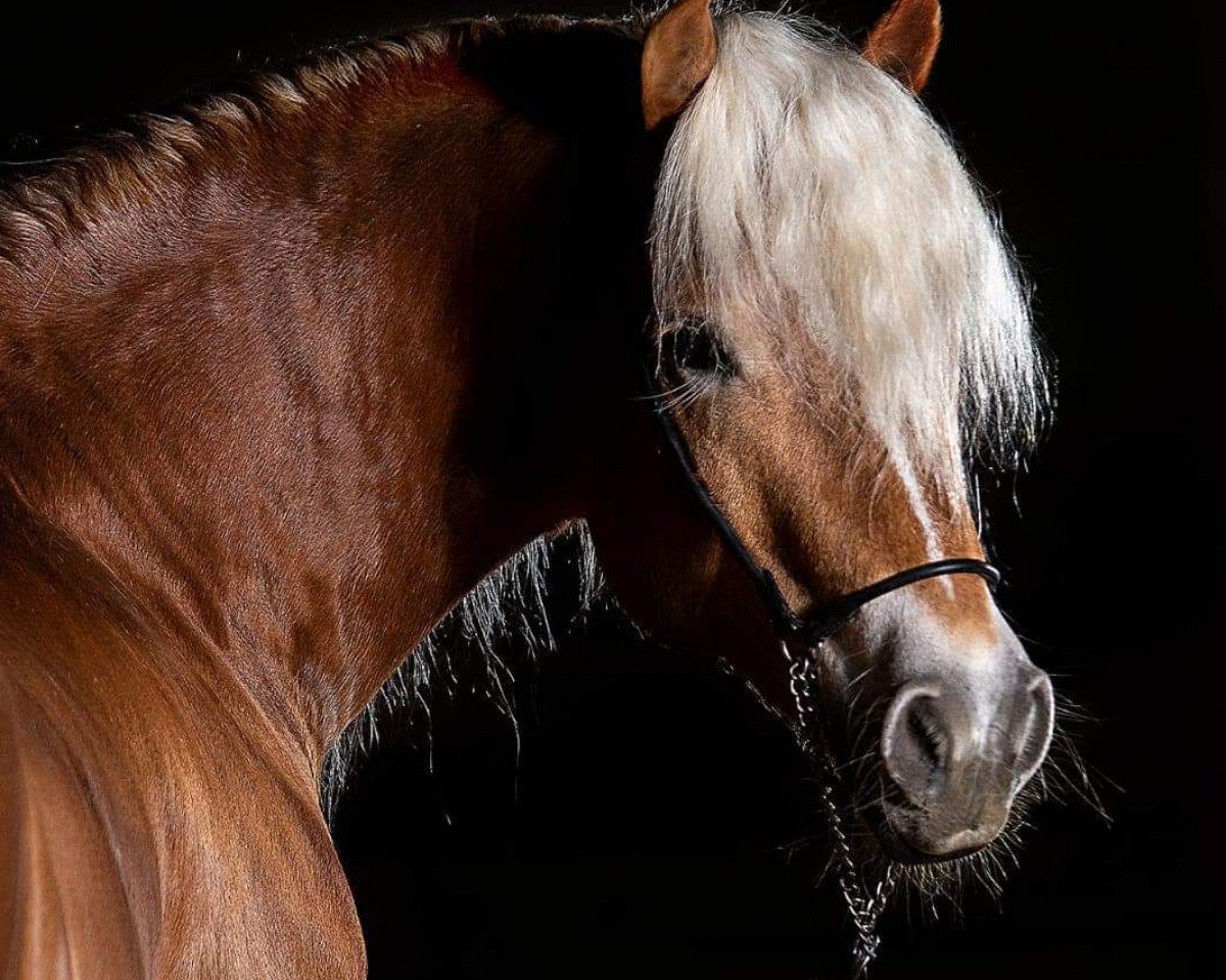 stallion liz. 506/T Seewind (Haflinger, 2013, from liz. 410/T Sevruga)