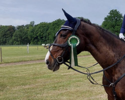 dressage horse Liverpool (Westfale, 2002, from Lacock)